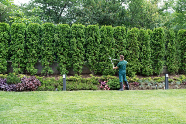 Best Tree Trimming and Pruning  in Dunellen, NJ